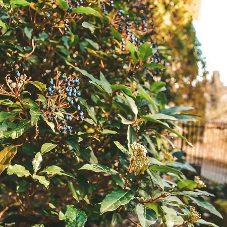 Le Chai לינה וארוחת בוקר קונדום