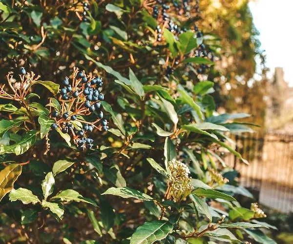 Le Chai ベッド・アンド・ブレックファスト コンドン